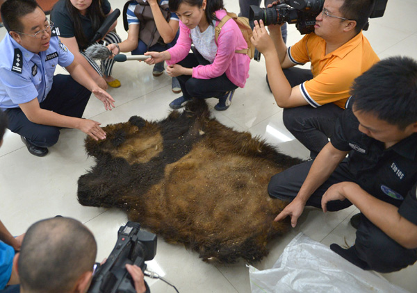 Forestry teams search for wild pandas after shooting