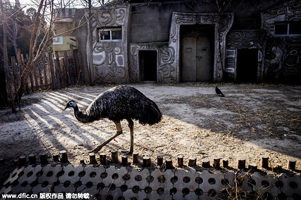 Beijing Zoo to better protect animal rights with new projects - China - Beijing Zoo to better protect animal rights with new projects - China -