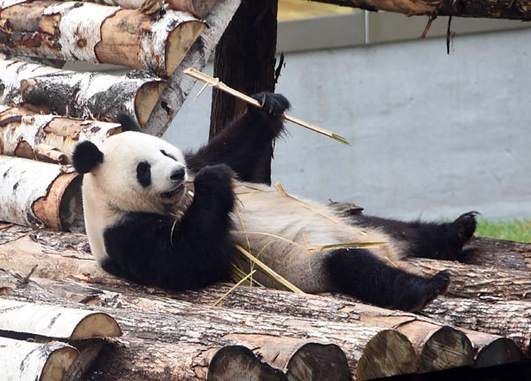 Study finds pandas slower than the average bear