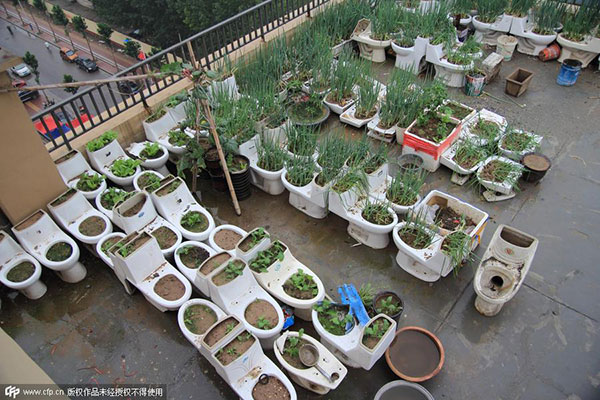 Mentally disabled uses toilets to grow vegetables on rooftop