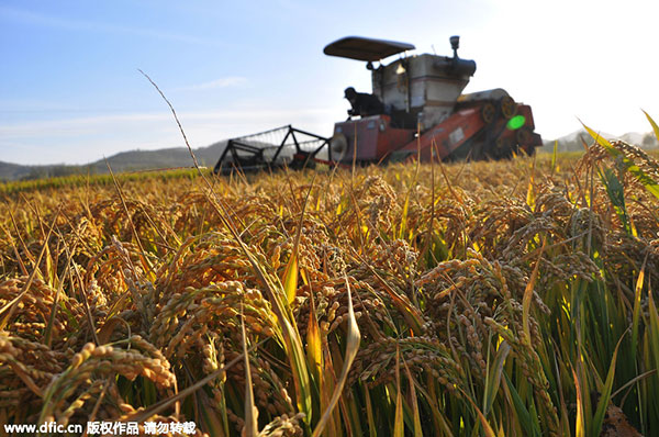 New GM rice 'can cut greenhouse emission'