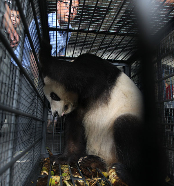 Pandas not visitors' pets, experts say