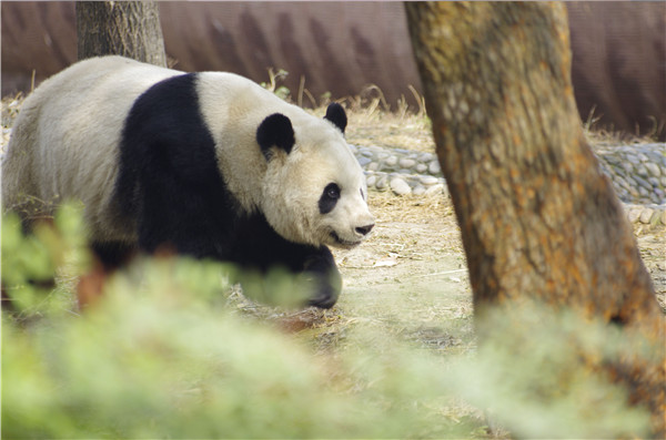 Olympic mascot a mom for first time as pandas deliver four cubs