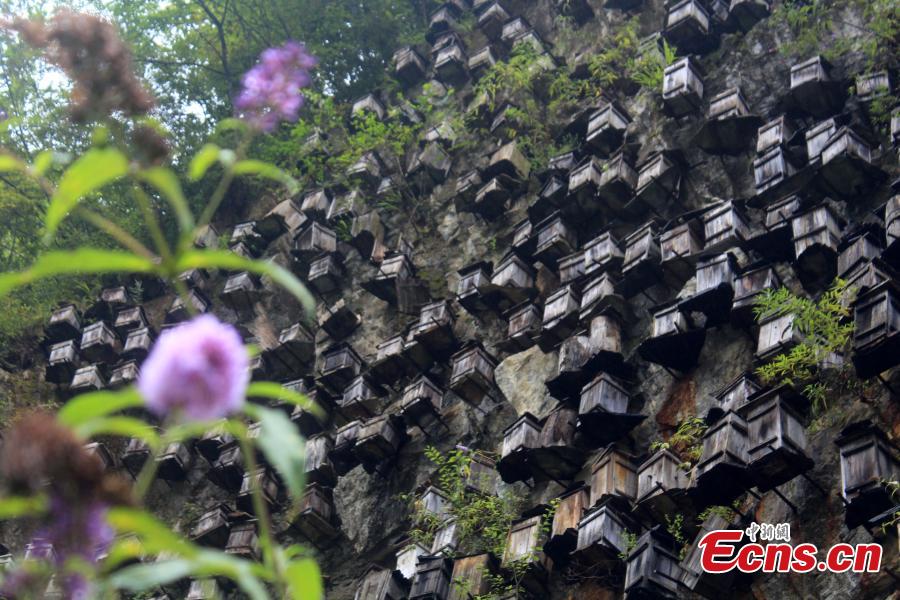 Wall of hives offers arresting sight in natural reserve