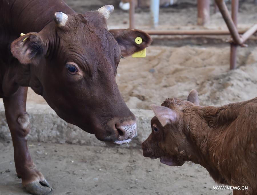 Cloned cow gives birth to healthy calf in China