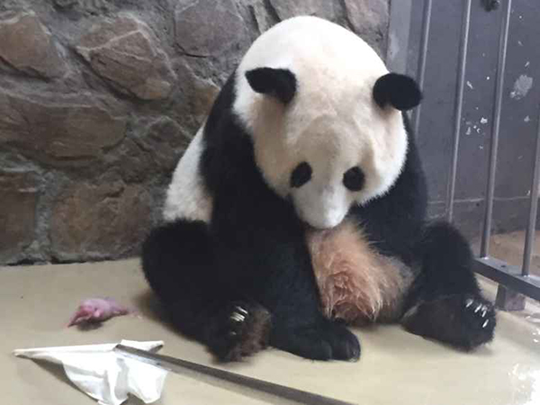 China's panda base welcomes sixth twins of the year