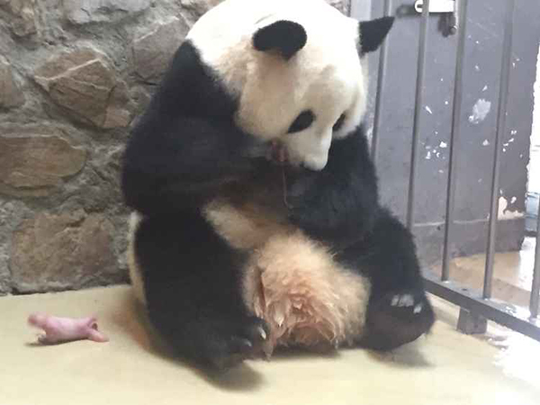 China's panda base welcomes sixth twins of the year