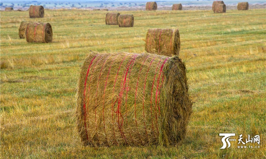 Rolls of grass: a beautiful landscape in Xinjiang