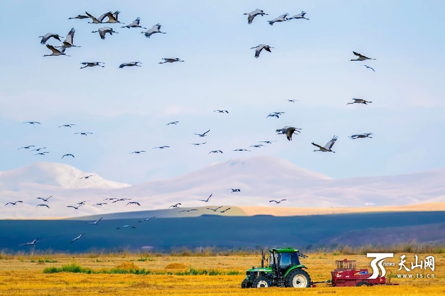 Migrating cranes enliven Xinjiang