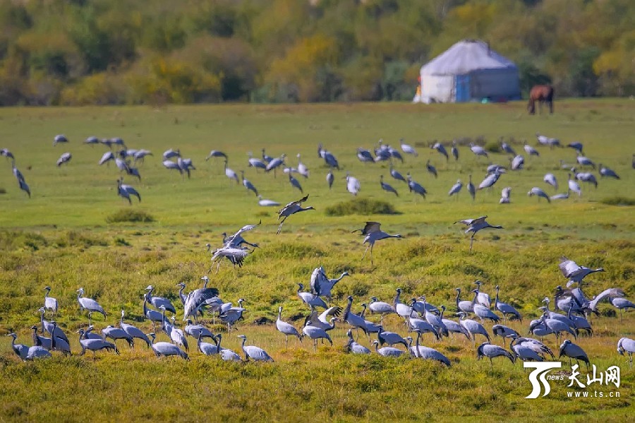 Migrating cranes enliven Xinjiang