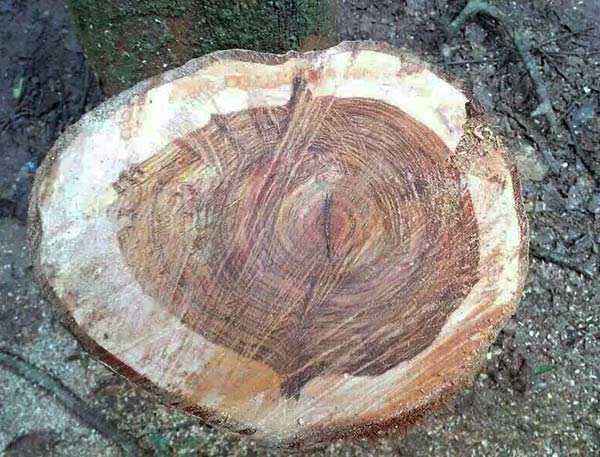 Valuable tree limb cut, stolen from botanical garden
