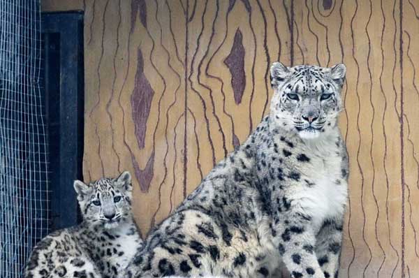 Snow leopard saviors face obstacles