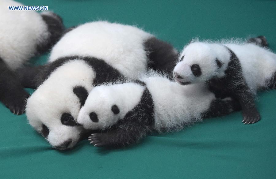 12 twin panda cubs meet public in SW China