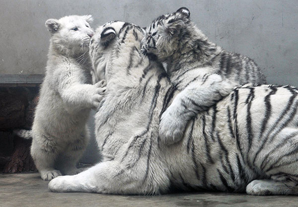 White tiger cubs to make public debut - China 