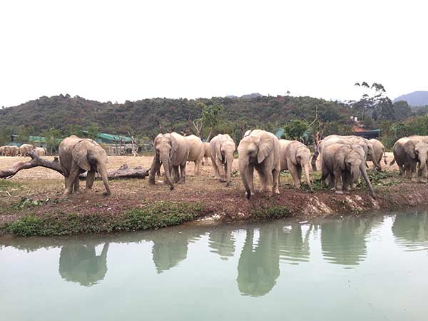 Zimbabwe plans to relocate more elephants to China