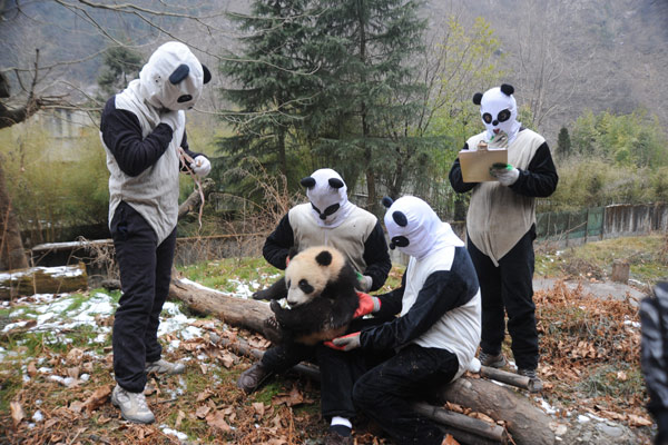 Panda cubs to be trained for survival in the wild