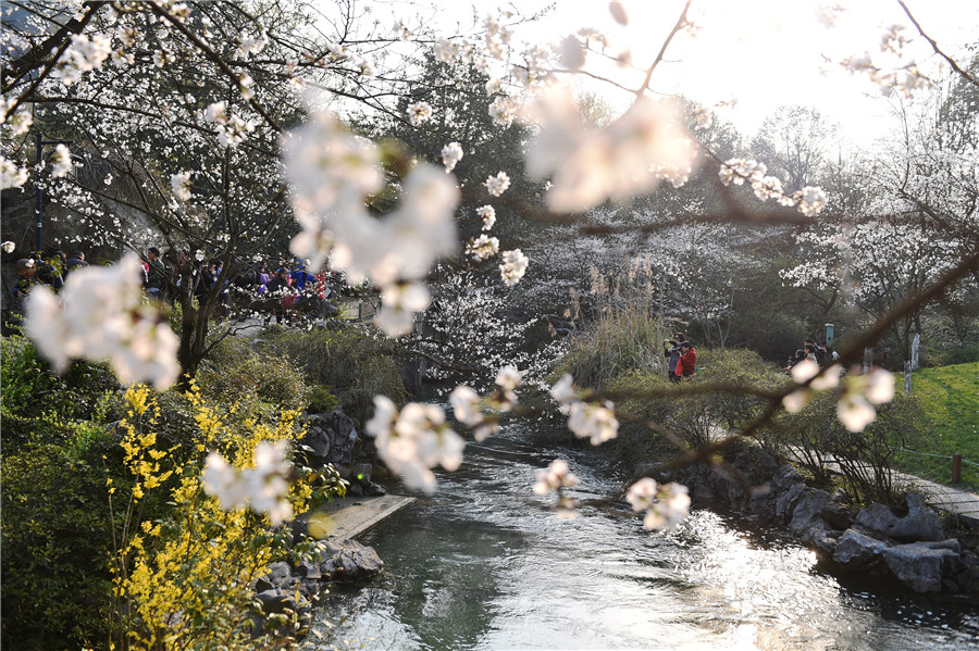 Cherry blossoms signal arrival of spring