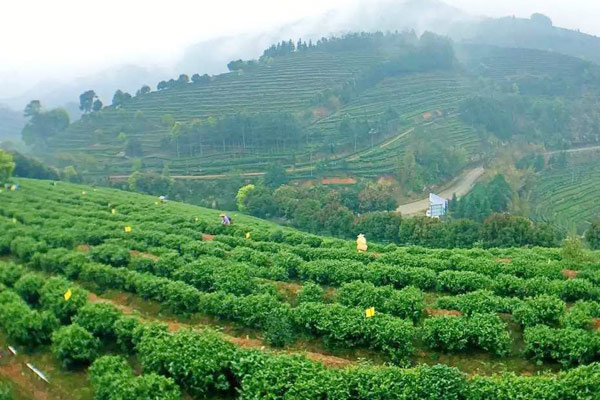 Ways help boom tea industry in East China