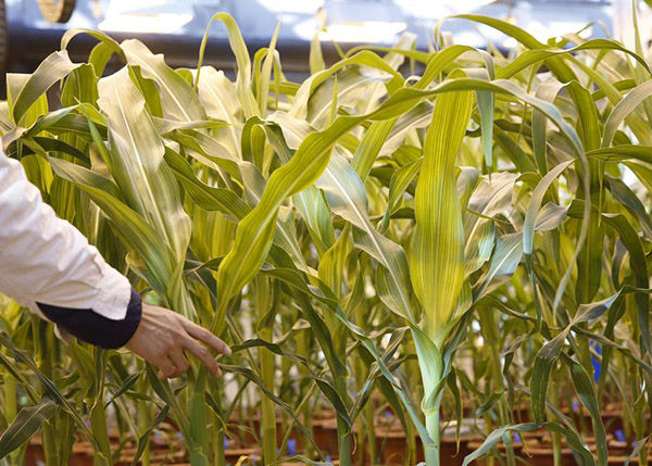 China eyes cultivation of pest resistant GM corn