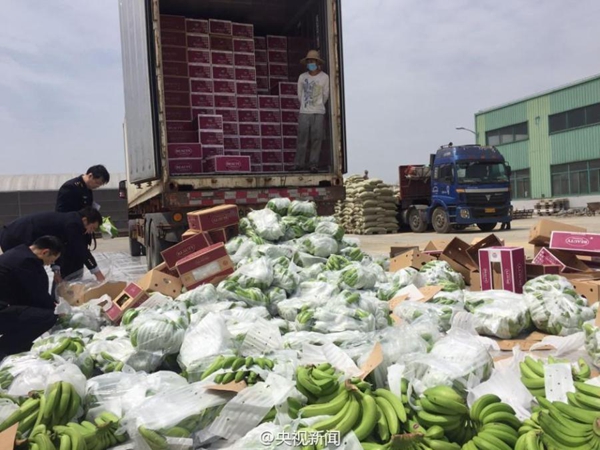 Shanghai destroys 60 tons of infected Philippine bananas