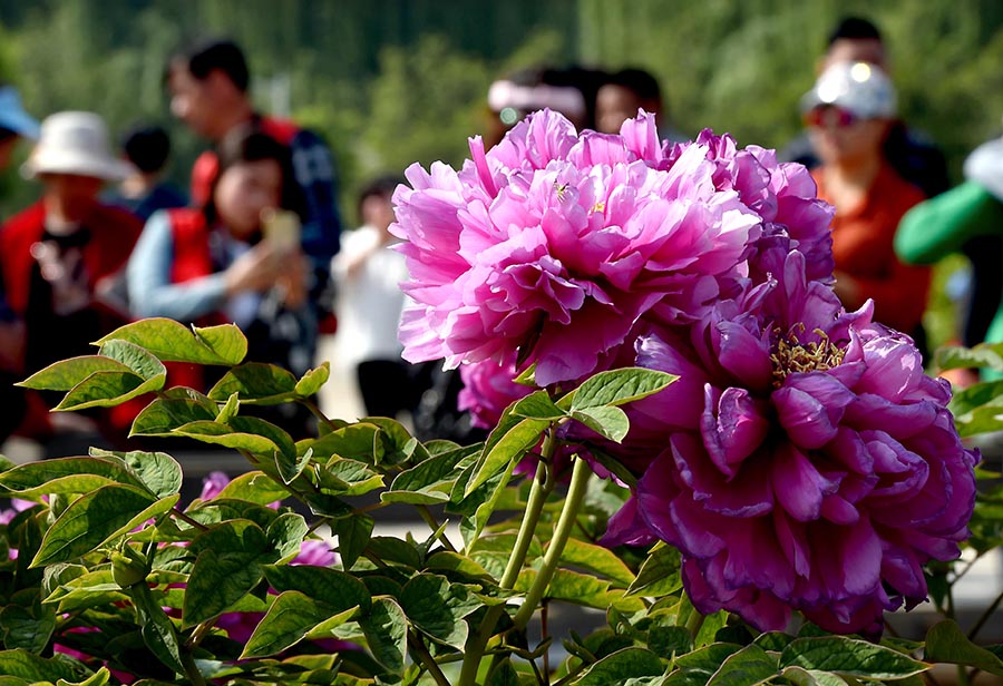 Ancient tree bears 256 peony blossoms in central China