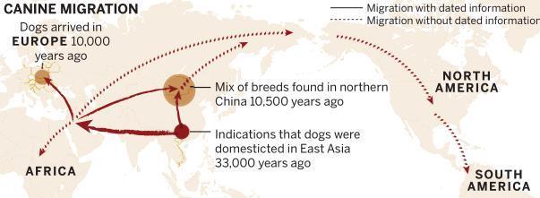 Dogs 'first domesticated in China'