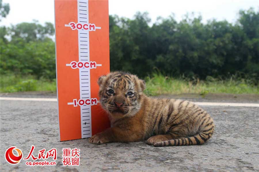 How cute! Have you ever seen measuring height of animals?[3]-  