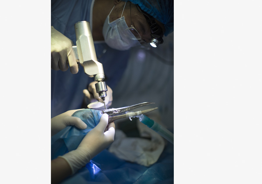 3D-printing helps red-crowned crane get new beak