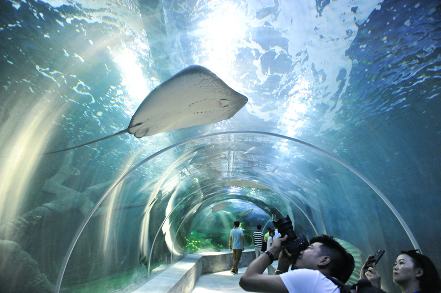 First polar aquarium in Guizhou set to wow visitors