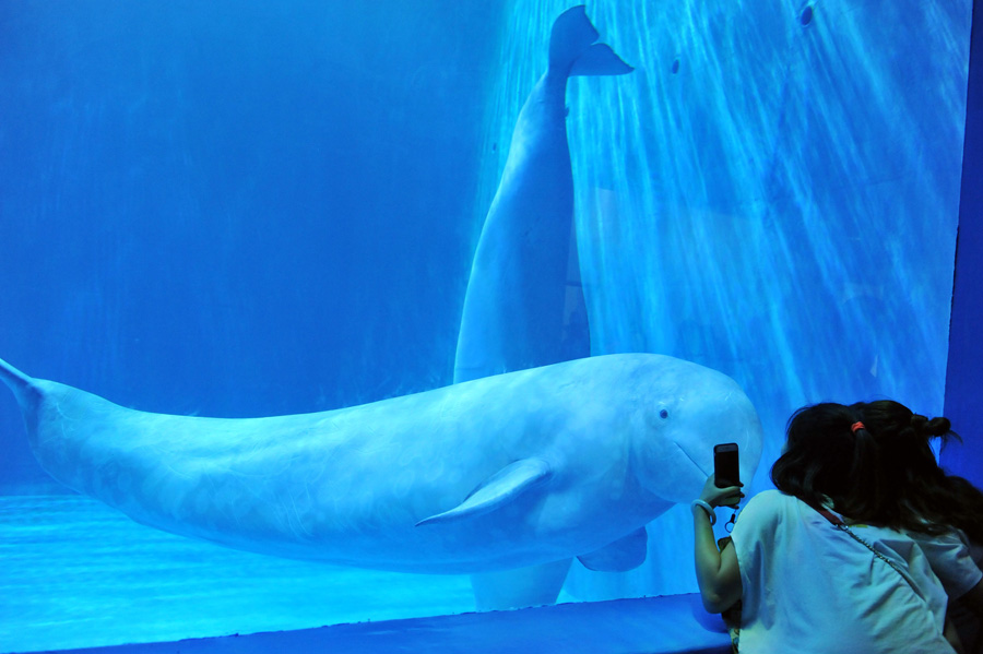 First polar aquarium in Guizhou set to wow visitors
