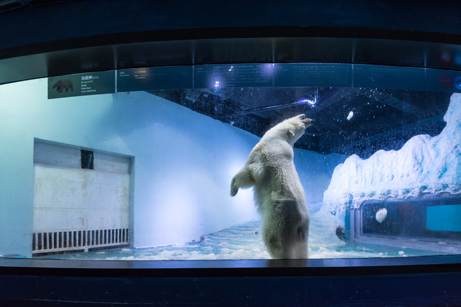 World's saddest polar bear' exhibited in Chinese shopping mall[3]-  