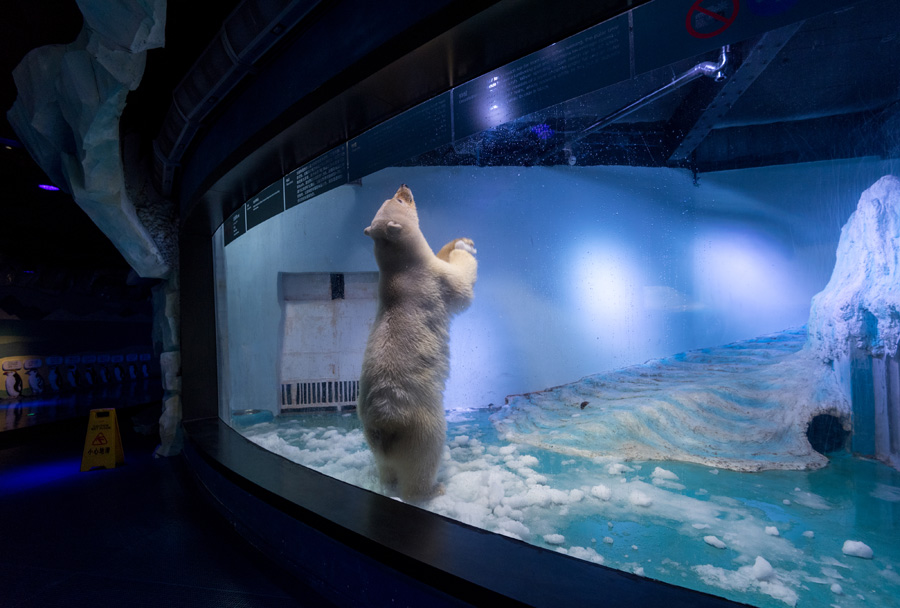 World's saddest polar bear' exhibited in Chinese shopping mall[4]-  
