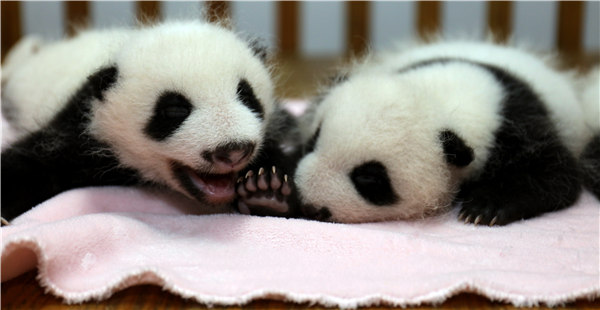 Panda twin births boost the hopes for survival