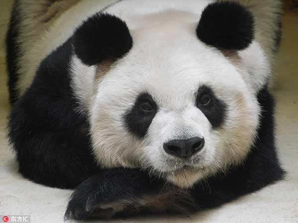 World's oldest captive panda hits 38