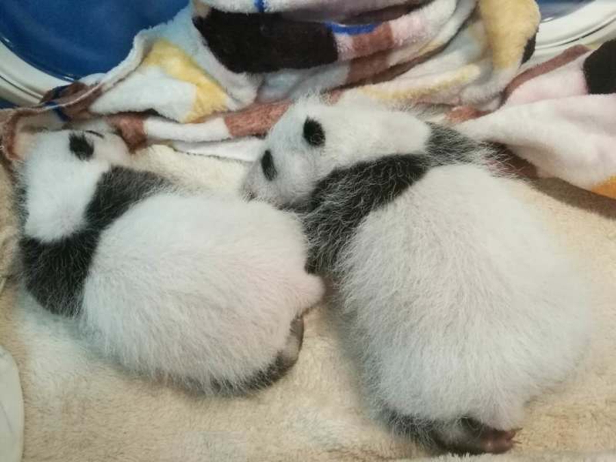 Both baby twin pandas healthy in first month