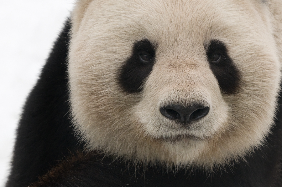 Giant panda no longer endangered - WWF