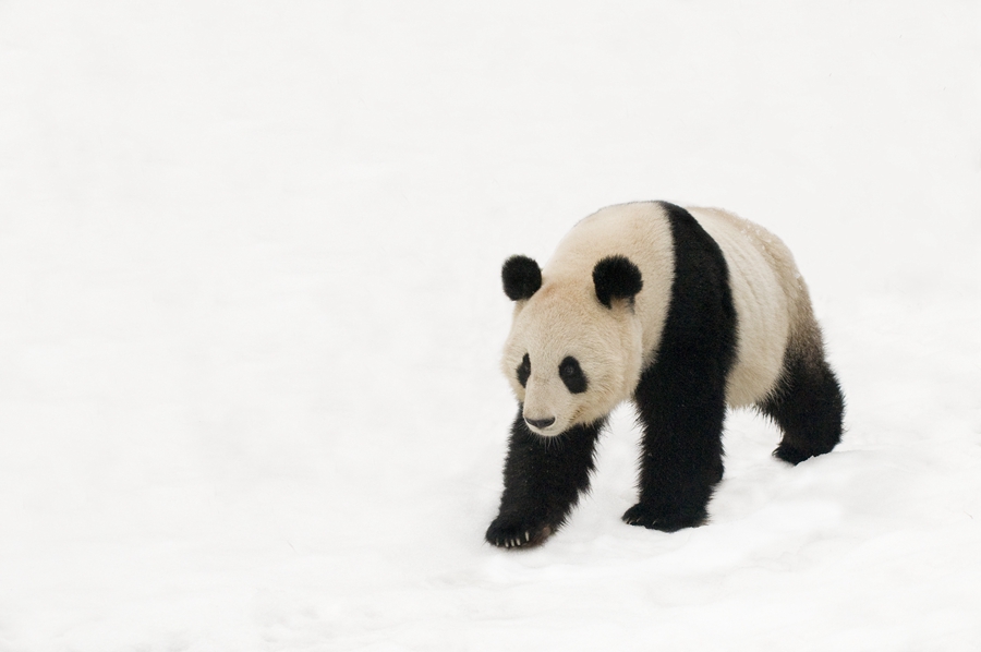 Giant panda no longer endangered - WWF