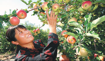 Documentary traces apple's origin to China