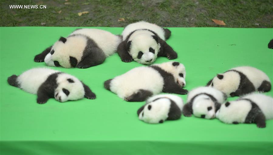 23 baby giant pandas born in 2016 make debut in Chengdu