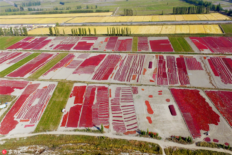 Harvesting bright red chilies in Xinjiang