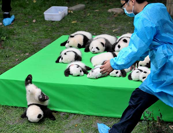 Foreign 'parents' adopt bears as part of family