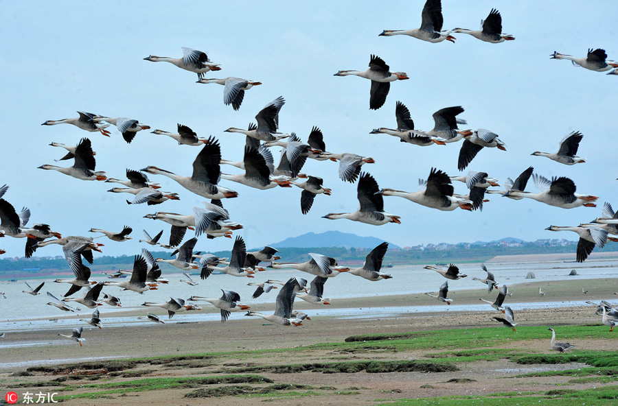 Poyang Lake welcomes migrating birds