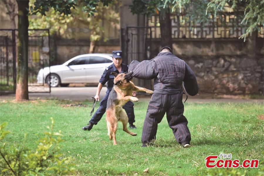Police dogs receive training in Central China