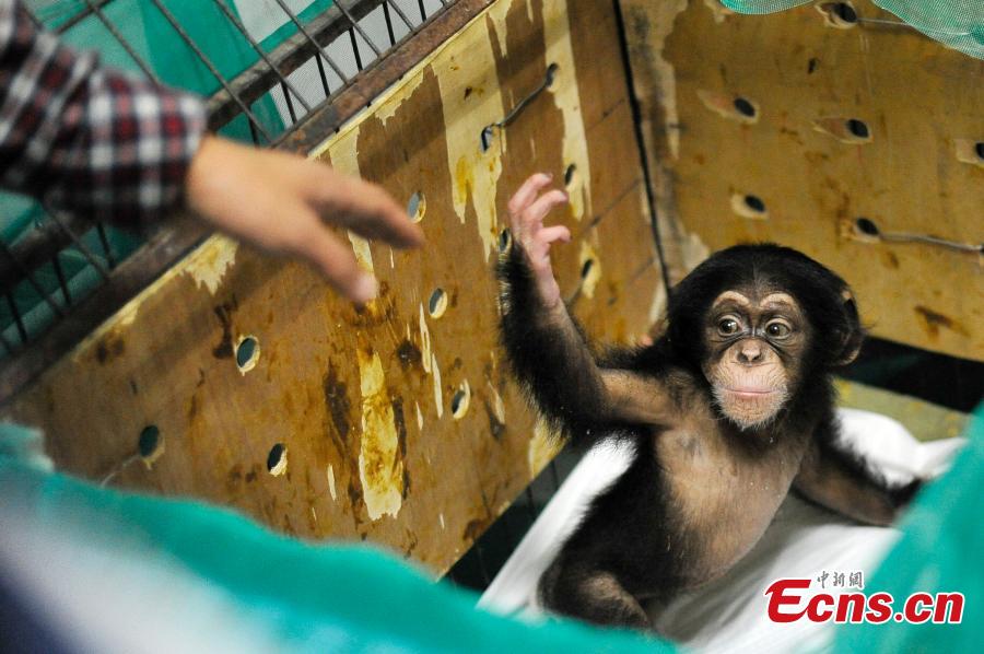 Zookeepers become 'mother' for abandoned baby chimpanzee