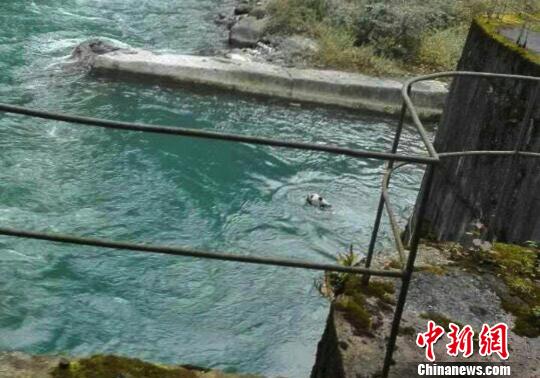 Drowning giant panda rescued in Sichuan