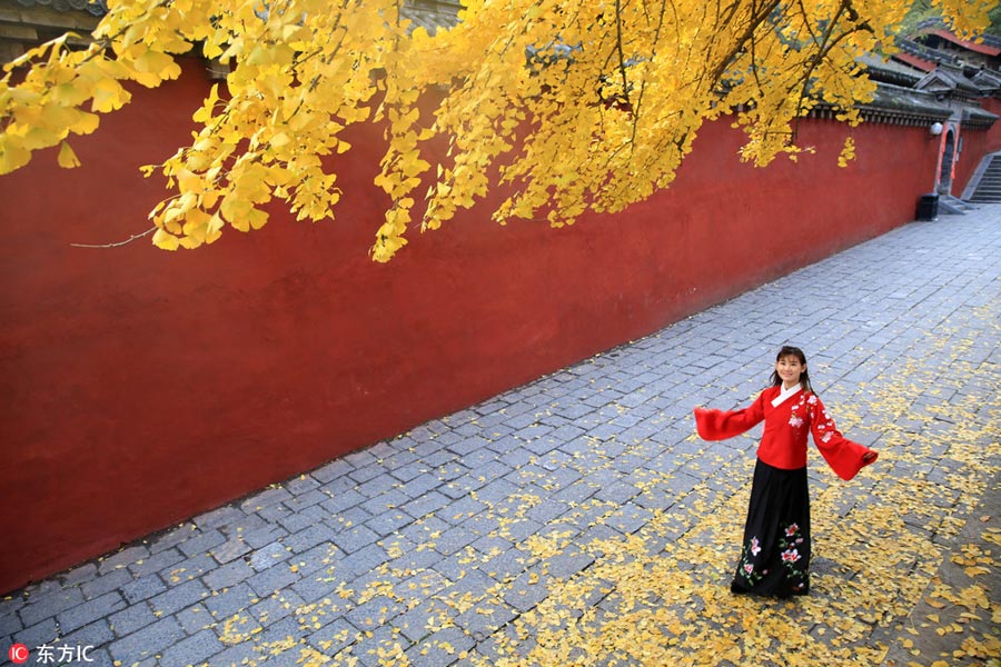 Places to enjoy golden gingko tree leaves
