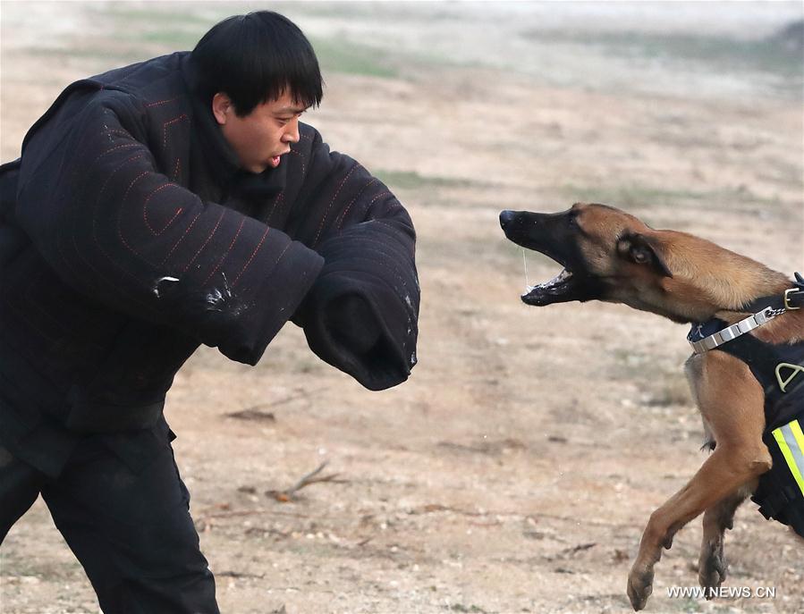 Over 1,000 police dogs serve in criminal investigation in Beijing