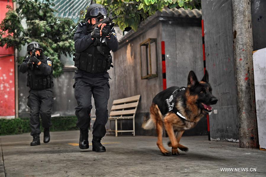 Over 1,000 police dogs serve in criminal investigation in Beijing