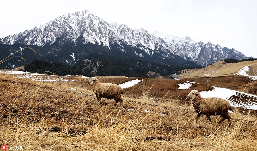 Grassland in Southwest China restored after years of ecological protection