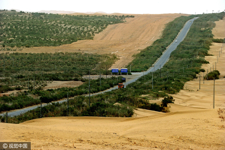20m trees planted in desert to protect road